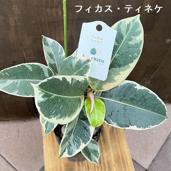 観葉植物 鉢色と品種選べる：ゴムの木鉢植え 受皿付*曲 フィカス