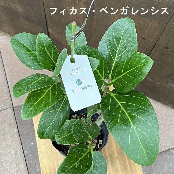 観葉植物 鉢色と品種選べる：ゴムの木鉢植え 受皿付*曲 フィカス
