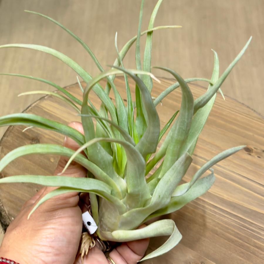 おしゃれ 観葉植物 エアープランツ：チランジア カピタータ マロンR