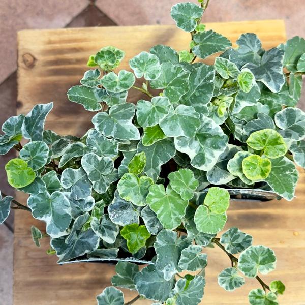おしゃれ 観葉植物 苗：ヘデラ シルバーチャーミー 2個セット*アイビー 