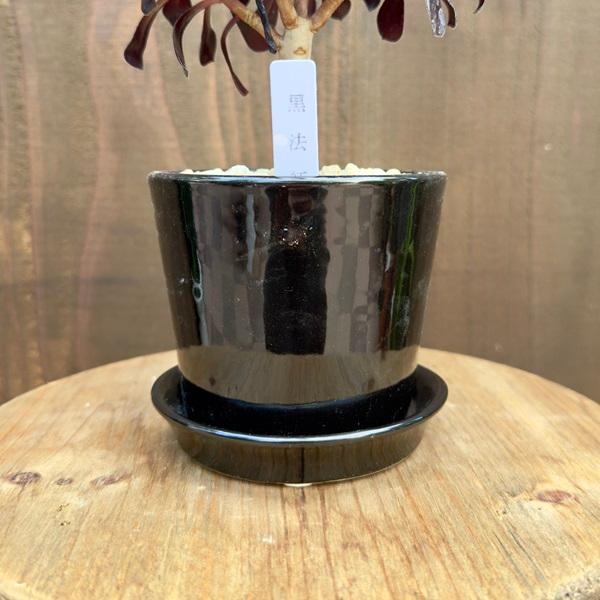 おしゃれ 観葉植物：アエオニウム クロホウシ 鉢植え 受皿付*黒法師  くろほうし ブルックラウンドBK｜y-bonsai｜03