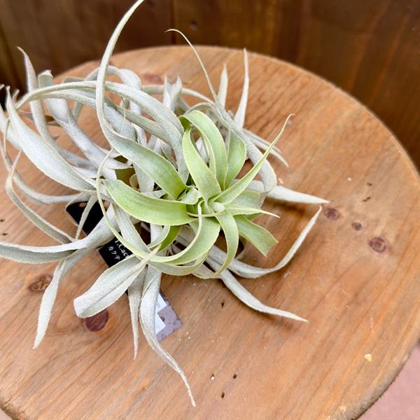 観葉植物 エアープランツ：チランジア カクティコラ ロングフォーム