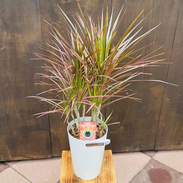 おしゃれ 観葉植物：ドラセナ コンシンネ 7号*レインボー トリカラー