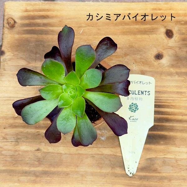 品種選べます 観葉植物：アエオニウム モスポット*鉢植え カシミアバイオレット 黒法師 ハロウィン キウイ夕映え 多肉植物｜y-bonsai｜02