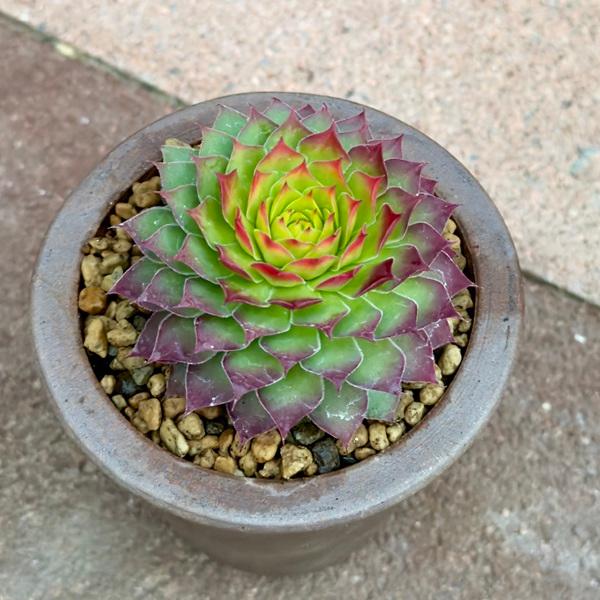 観葉植物：センペルビウム ゴールド ナゲット鉢植え 伝市小鉢*立杭焼