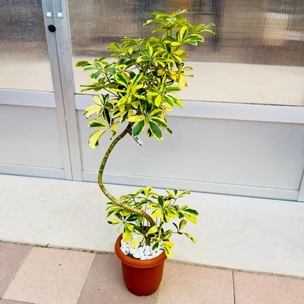 シェフレラ ハッピーイエロー おしゃれ 観葉植物：シェフレラ ハッピーイエロー*7号 茶プラポット