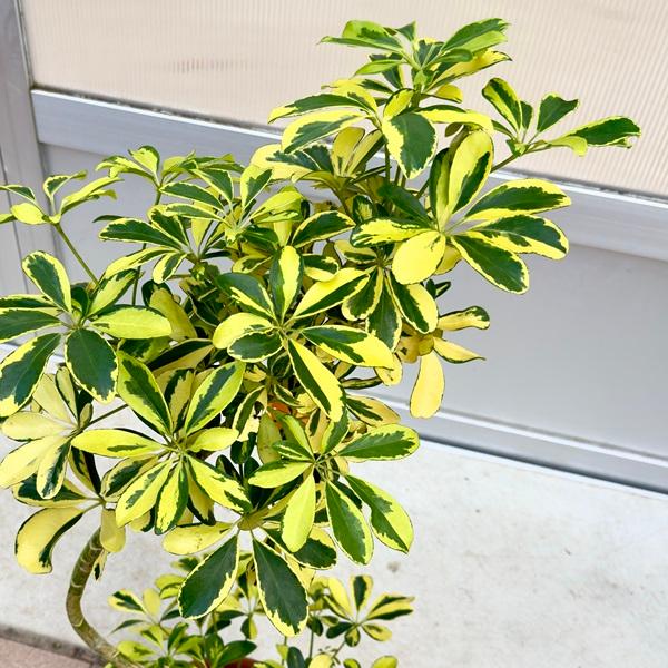 観葉植物 シェフレラ 200cm 観葉植物 カポック（シェフレラ） 7号 ノーマル プロスパー トゥーボ