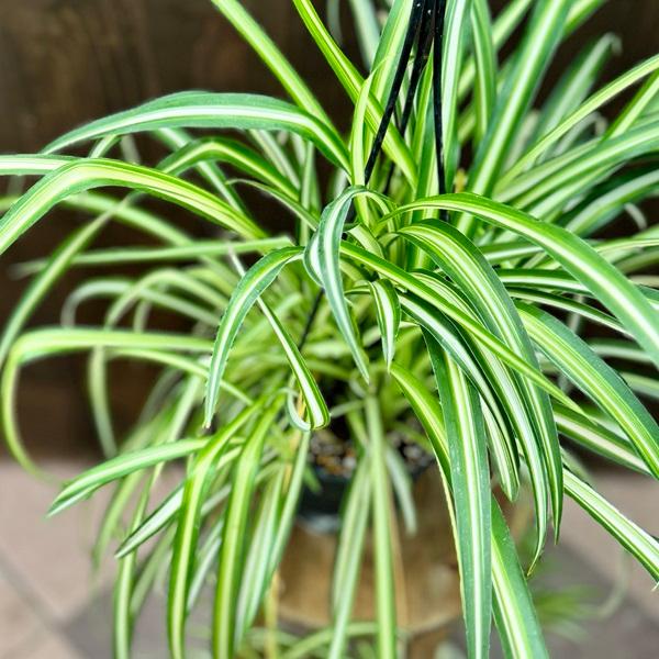 おしゃれ 観葉植物：オリヅルラン*折鶴蘭 吊り鉢 5号 : 遊恵盆栽 Yahoo