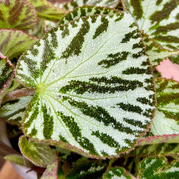 おしゃれ 観葉植物：ベゴニア シルバージュエル*Begonia silver jewel