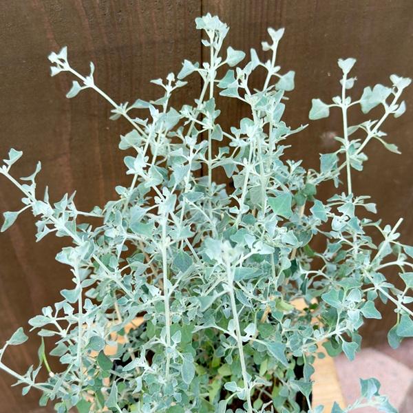 花苗 観葉植物：ホワイトソルトブッシュ*5号 ラゴディア オージー