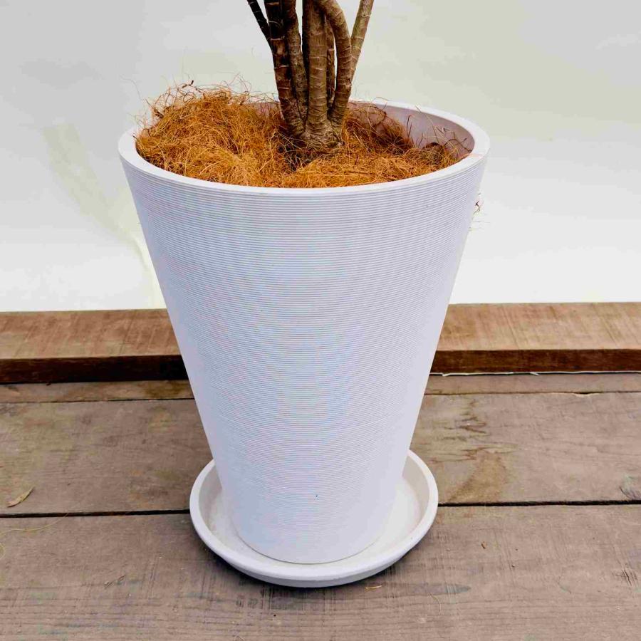 おしゃれ 鉢色選べる 観葉植物：ドラセナ パープルコンパクタ 鉢植え