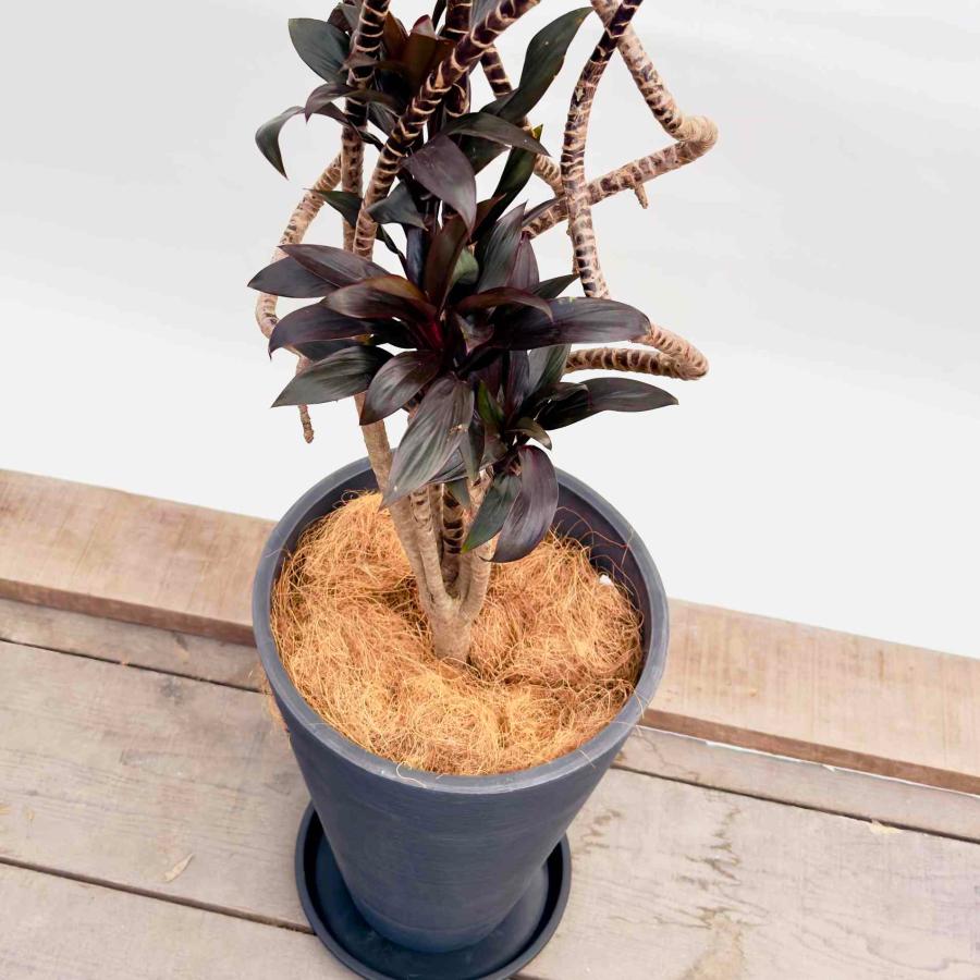 おしゃれ 鉢色選べる 観葉植物：ドラセナ パープルコンパクタ 鉢植え