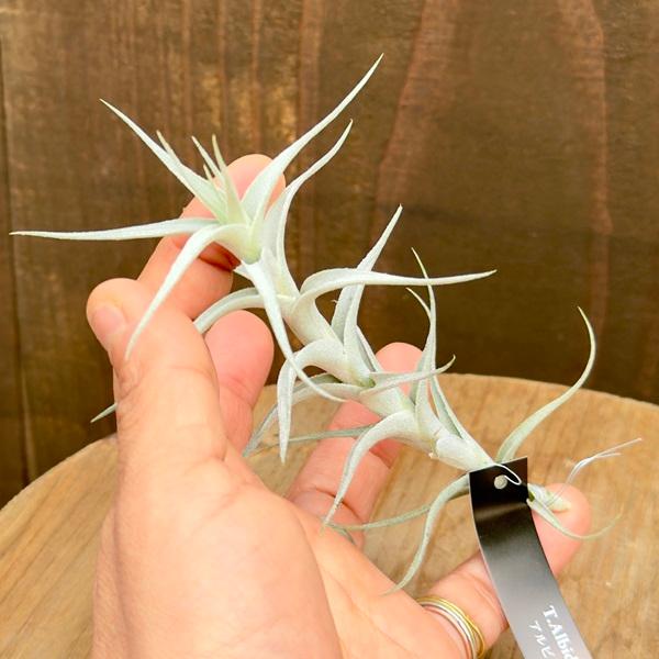 おしゃれ 観葉植物 エアープランツ：チランジア アルビダ ミノール S