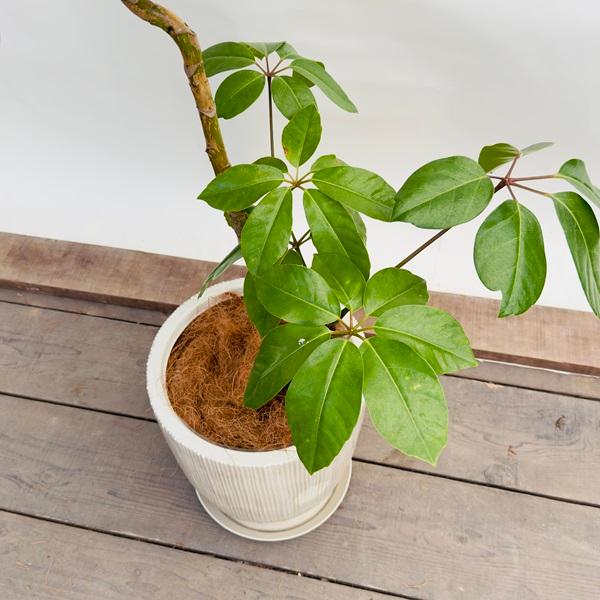 観葉植物：バッサイア 鉢植え 受皿付*ココヤシ飾り 現品をお届け 大型