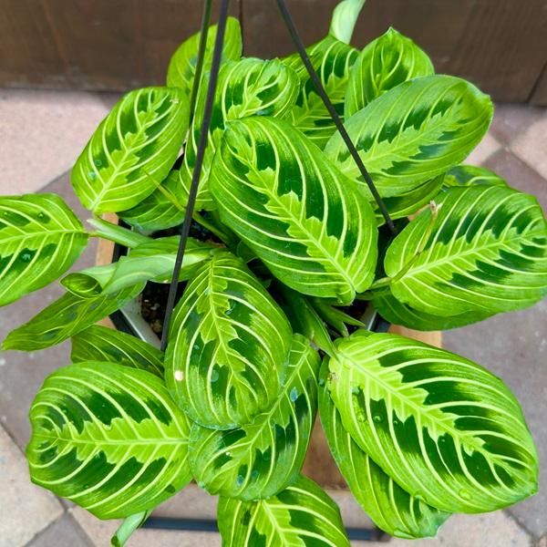 おしゃれ 観葉植物：マランタ レウコネウラ レモンライム*5号 吊り鉢 