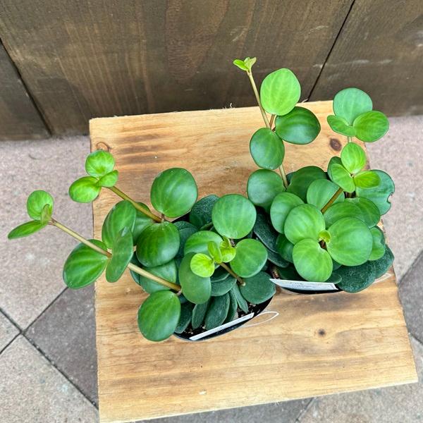 【SPRING SALE】②ぺぺロミア・ホープ　ポット苗発送♡ 観葉植物 苗：ペペロミア ホープ*2個セット Peperomia : 遊恵盆栽