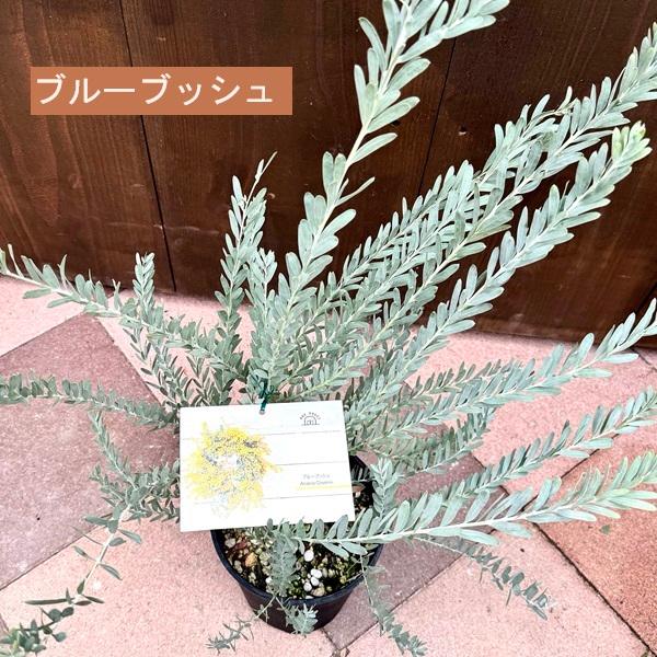 品種選べる 観葉植物：アカシア*6号 Acacia　カルトラフォラミス  スノーウィーリーバー  ブリスベン  ブルーブッシュ  フロリバンダ  ポダリリーフォリア｜y-bonsai｜05