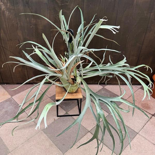 おしゃれ 観葉植物：ビカクシダ コウモリラン ビーチー*8号 吊り鉢