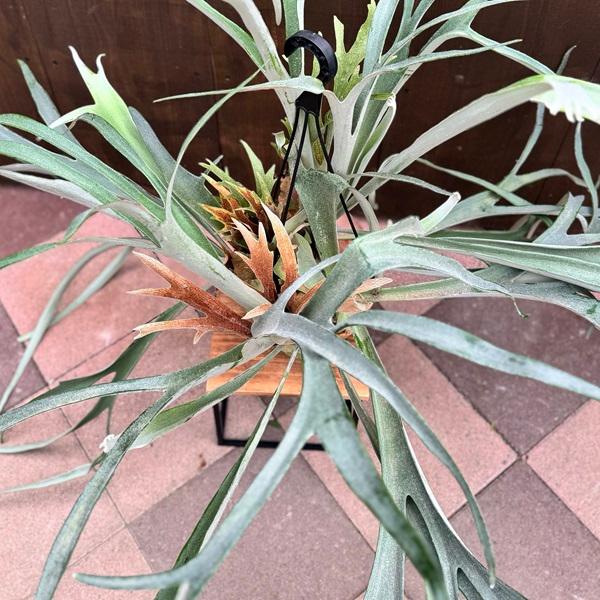 おしゃれ 観葉植物：ビカクシダ コウモリラン ビーチー*8号 吊り鉢