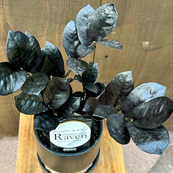 おしゃれ 観葉植物:金銭樹 ザミオクルカス レイヴン*鉢植え おしゃれ 観葉植物:金銭樹 ザミオクルカス レイヴン*鉢植え