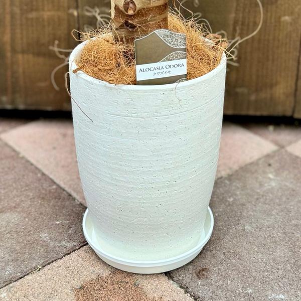 おしゃれ 観葉植物：クワズイモ 鉢植え*受皿付 くわずいも ココヤシ