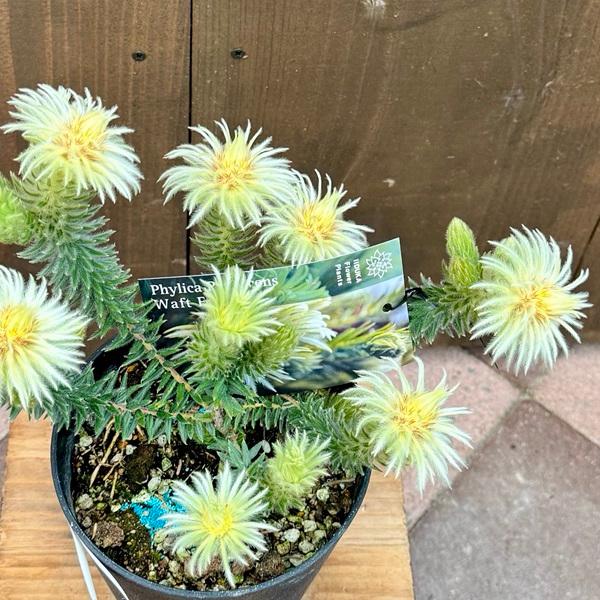 鉢花 観葉植物:フィリカ プベッセンス ワフトフェザー*5号小 鉢花 観葉植物:フィリカ プベッセンス ワフトフェザー*5号小