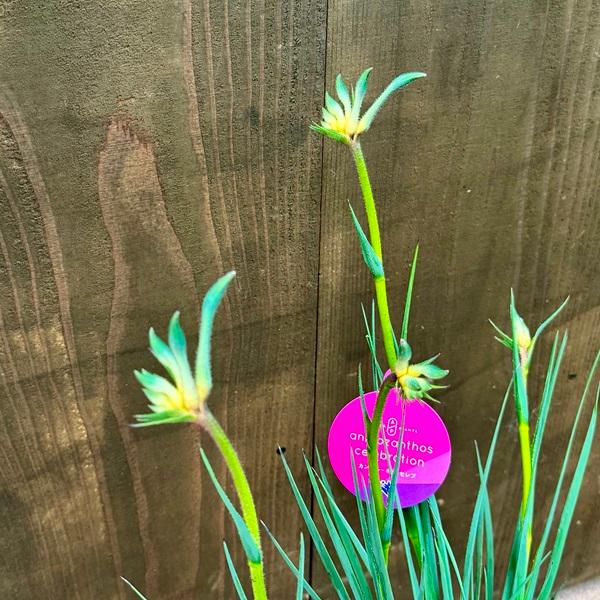 おしゃれ 観葉植物 鉢花：カンガルーポー オージースピリット*イエロー