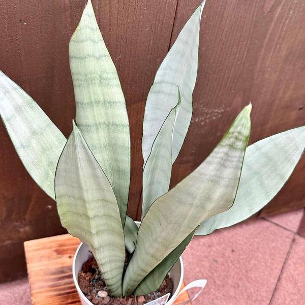 特大⑧号ポット❣️ サンスベリア ムーンシャイン 子株多数付いてます^ ^ Amazon｜ムーンシャイン 超希少 サンスベリア 観葉植物 空気清浄