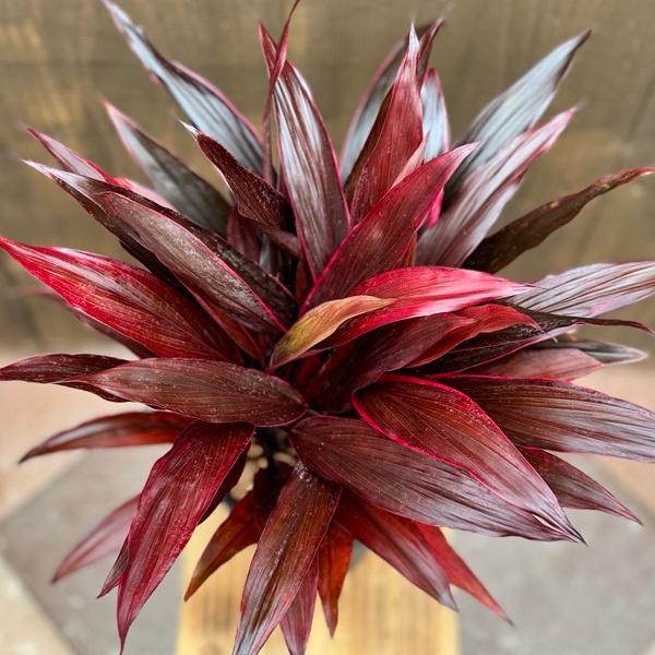おしゃれ 観葉植物：ドラセナ アイチアカ*コルディリネ 愛知赤 6号