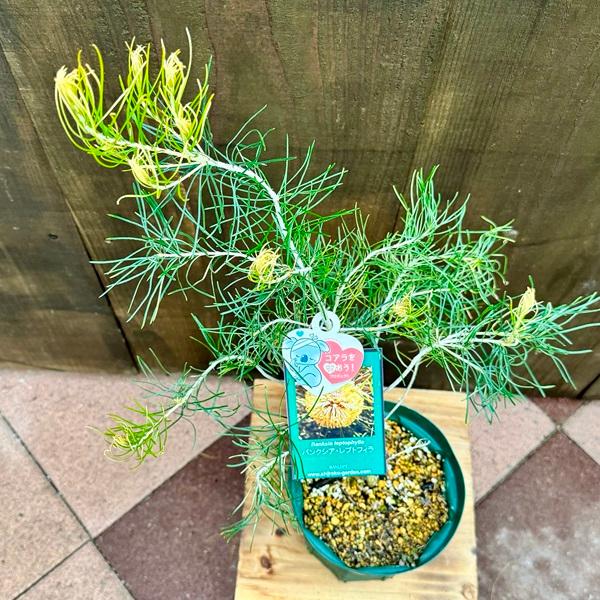 観葉植物 鉢花 苗：バンクシア レプトフィラ*5号 Banksia Leptophylla