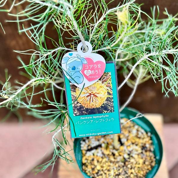 観葉植物 鉢花 苗：バンクシア レプトフィラ*5号 Banksia Leptophylla