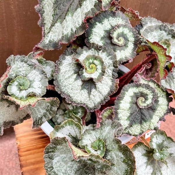 おしゃれ 観葉植物：レックスベゴニア エスカルゴ*5号 Begonia : 遊恵