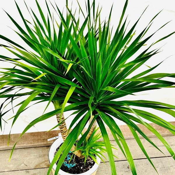 おしゃれ 観葉植物：ドラセナ カンボジアーナ 鉢カバー*現品 大型佐川