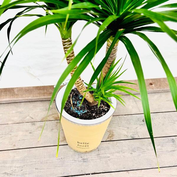 おしゃれ 観葉植物：ドラセナ カンボジアーナ 鉢カバー*現品 大型佐川