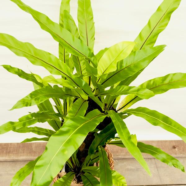 おしゃれ 観葉植物:オオタニワタリ ヘゴ板付 鉢カバー*麻布 2箱 おしゃれ 観葉植物:オオタニワタリ ヘゴ板付 鉢カバー*麻布 2箱