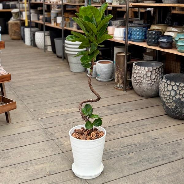 観葉植物 カシワバゴムの木：フィカス バンビーノ 鉢植え*受皿付