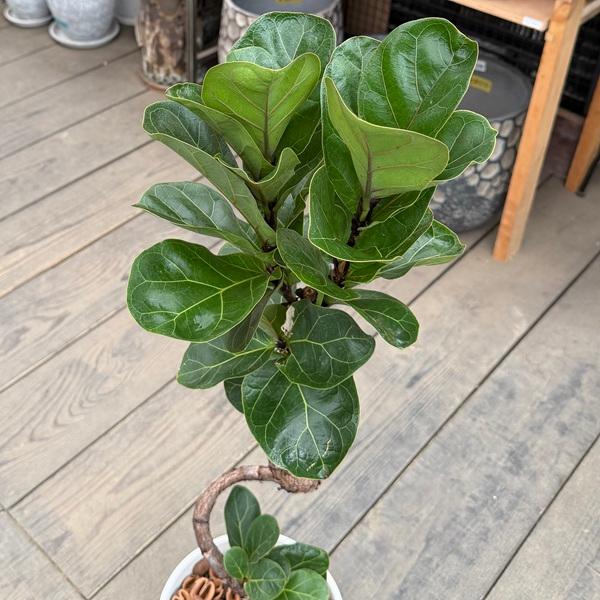 観葉植物 カシワバゴムの木：フィカス バンビーノ 鉢植え*受皿付