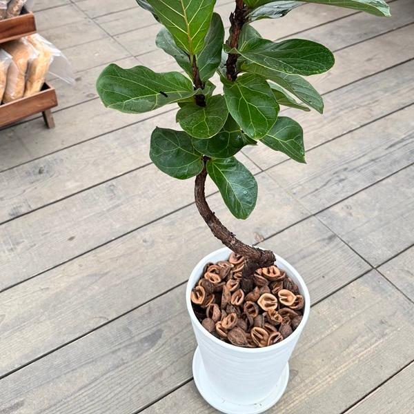 観葉植物 カシワバゴムの木:フィカス バンビーノ 鉢植え*受皿付 観葉植物 カシワバゴムの木:フィカス バンビーノ 鉢植え*受皿付