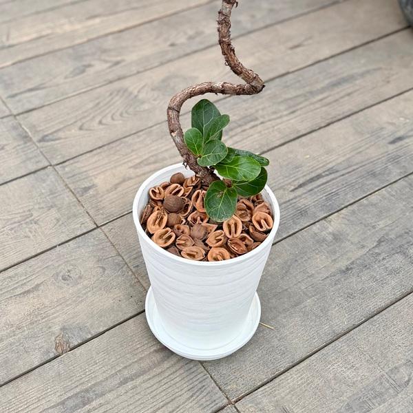 観葉植物 カシワバゴムの木：フィカス バンビーノ 鉢植え*受皿付