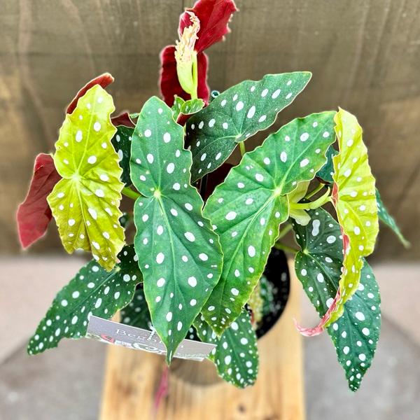 おしゃれ 観葉植物：ベゴニア マクラータ*Begonia maculata 5号 : 遊恵