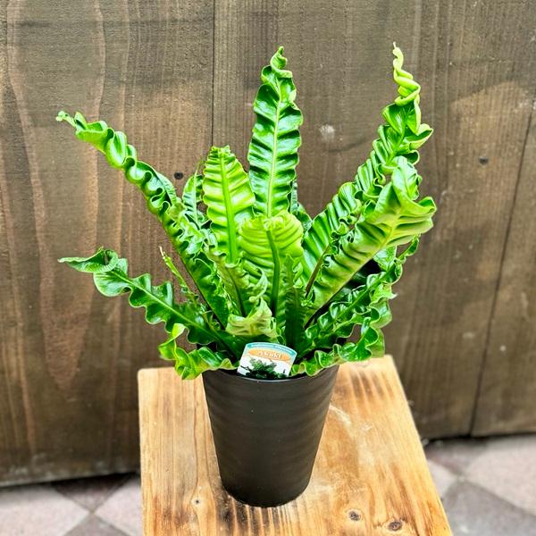 おしゃれ 観葉植物：アスプレニウム アカキ*4号 プラポット タニワタリ プリカーツム アカキ : 遊恵盆栽 Yahoo!店 - 通販 ...