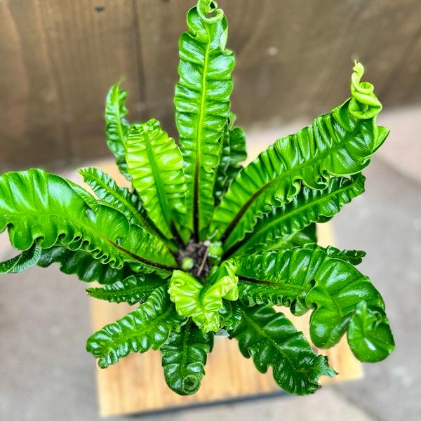 おしゃれ 観葉植物：アスプレニウム アカキ*4号 プラポット タニワタリ プリカーツム アカキ : 遊恵盆栽 Yahoo!店 - 通販 ...
