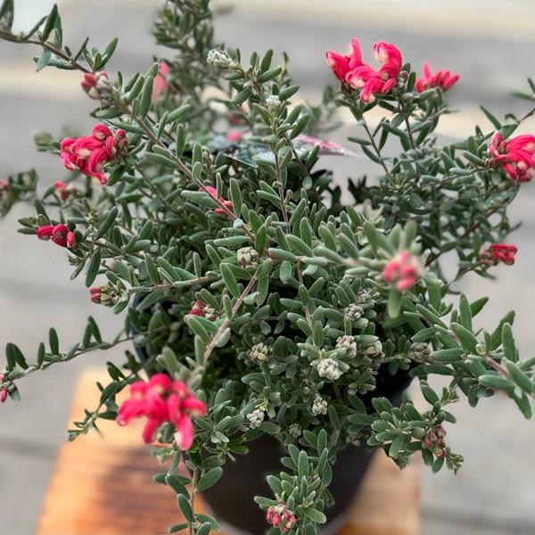 花苗 観葉植物：グレビレア ジェリーベイビー*5号 オージープランツ