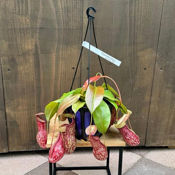 希少品種 観葉植物 食虫植物：ウツボカズラ ネペンテス ガヤ*吊り鉢 5