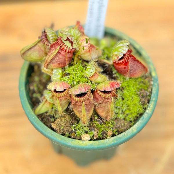 希少品種 観葉植物 食虫植物：セファロタス フォリキュラリス