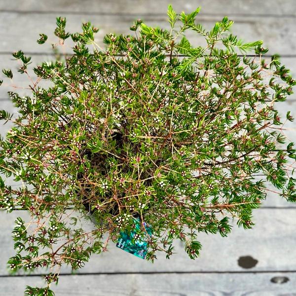 観葉植物 鉢花:ダーウィニア プロセア*大株 9号 オージー 観葉植物 鉢花:ダーウィニア プロセア*大株 9号 オージー