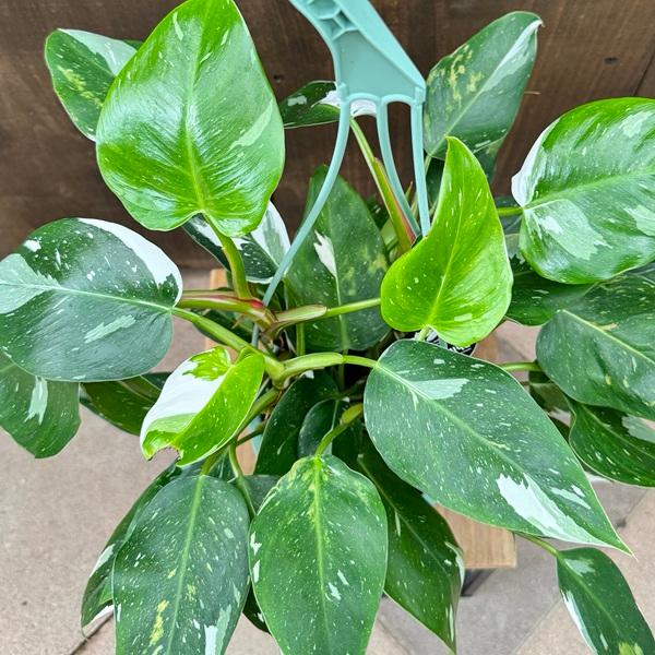 おしゃれ 観葉植物 ：フィロデンドロン ホワイトプリンセス*5号