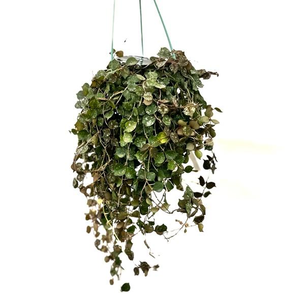 おしゃれ 観葉植物：ホヤ カーテシー*吊り鉢 3.5号 : 遊恵盆栽 Yahoo