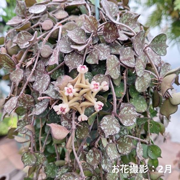 おしゃれ 観葉植物：ホヤ カーテシー*吊り鉢 3.5号 : 遊恵盆栽 Yahoo