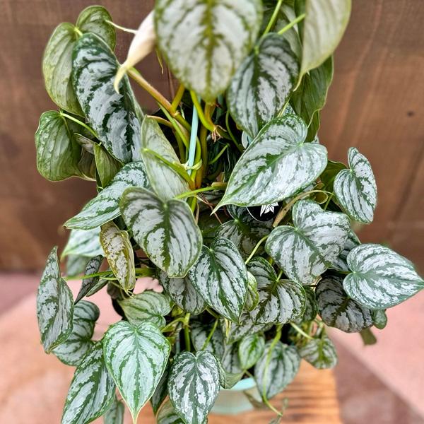 おしゃれ 観葉植物 ：フィロデンドロン オルナツム*シロガネカズラ 5号